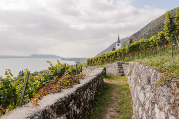 Fototapeta premium Ligerz, Dorf, Weindorf, Kirche, Weinberg, Wanderweg, Nebenweg, Bielersee, Weinbauer, Twann, Herbst, Herbstwanderung, Schweiz