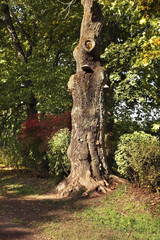 Old tree in Yasnaya Polyana - Bright Glade homestead. Tula oblast. Russia