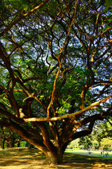 Obraz premium Wachirabenchathat Park or State Railway Public Park is a name of public park in Chatuchak district, Bangkok, Thailand.