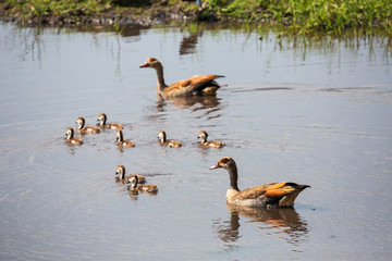 African birds
