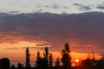 Fototapeta premium Sunset background of trees, sea