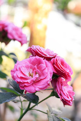 Beautiful bright pink rose blossoms on a bush in the garden. soft-focus in the background. over light 