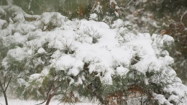 Beautiful tree covered with snow, close-up view, in the frosty winter, the Christmas forest