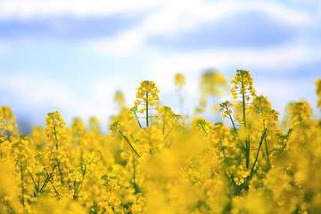 Obraz premium Rape field