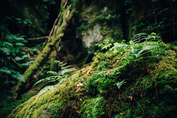 Farn und Moos auf einem Waldboden eines Naturwaldes, Mullerthal Trail, Luxemburg © Michael
