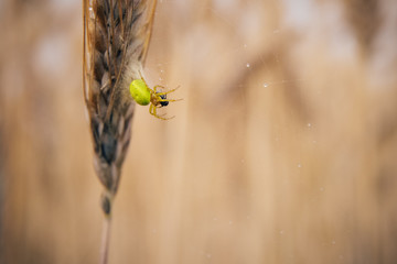 Veränderliche Krabbenspinne (Misumena vatia) mit Beute im Gerstenfeld