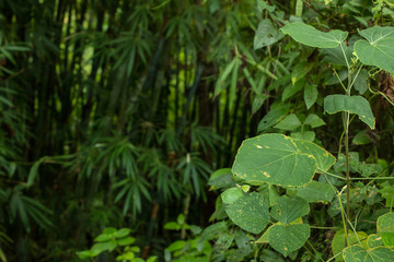 Jungle greenery with contrast of bright open plants and dark sha