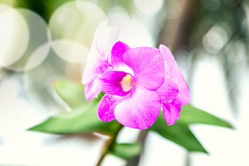 Beautiful pink orchid in soft focus and glare light. Exquisite f