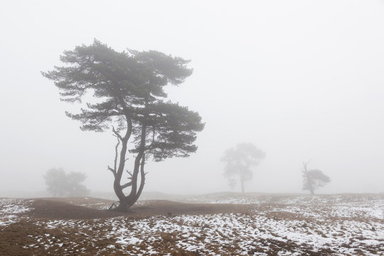 foggy pine trees and snow in winter on moor near zeist in the ne