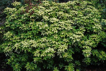 Green leaves background