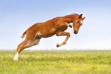 Red colt jump and play on the meadow