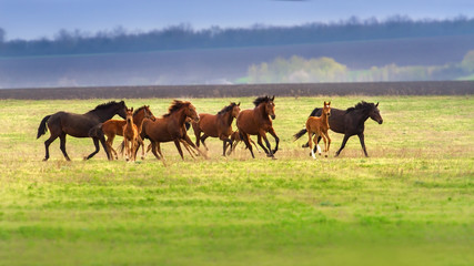 Obraz na płótnie Canvas Horse herd run fast on spring green pasture