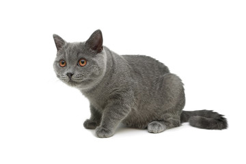 gray kitten isolated on white background