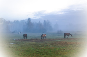 Stado koni na łące we mgle. 