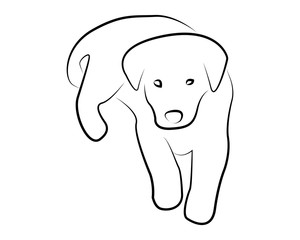 cucciolo di cane vettoriale  © MG2323