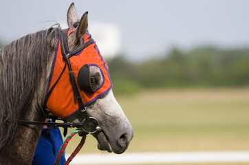Gray horse, horse racing, profile. - obrazy, fototapety, plakaty