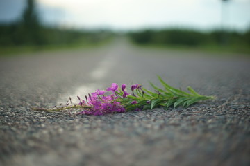 Fireweed on the road.