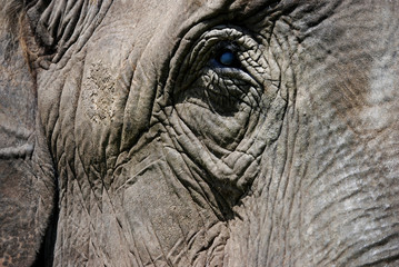 Fototapeta premium closeup of an elephant head