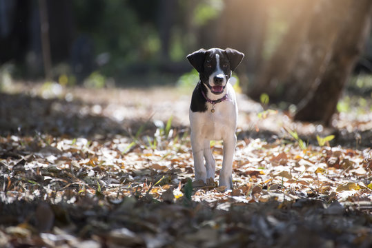 Black and white dog standing on dry leaves that fall on the ground in the park.