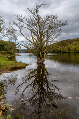 tree in lake reflections