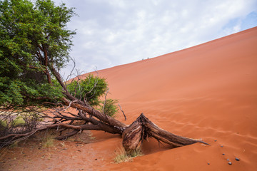 The desert landscape
