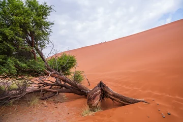 Zelfklevend Fotobehang The desert landscape   © SB