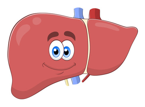 Liver Cartoon Images – Browse 8,592 Stock Photos, Vectors, and Video |  Adobe Stock