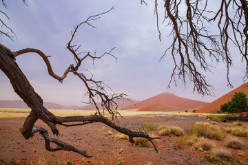 The desert landscape
