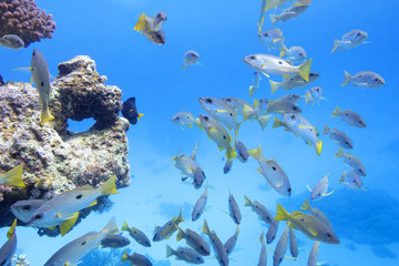 coral reef in tropical sea with shoal of goatfish , underwater