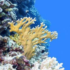 Coral reef with yellow fire coral in tropical sea, underwater