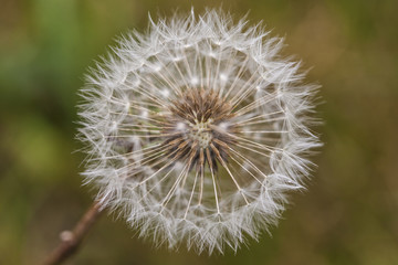 dandelion field close up 