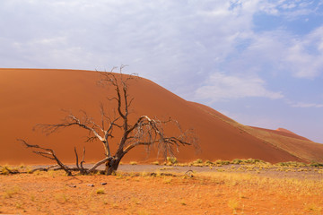 Fototapeta na wymiar The desert landscape 