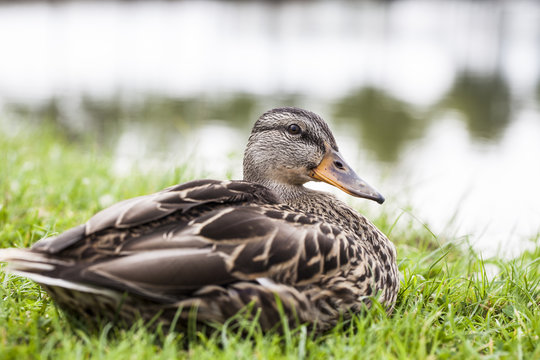 duck sitting on the edge of a pond