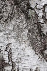 thick bark birch tree, background, close up 