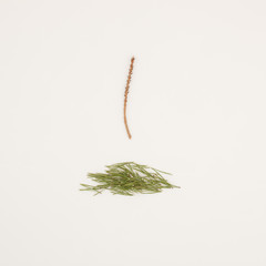 Coniferous branch with crumbled needles on a white background.