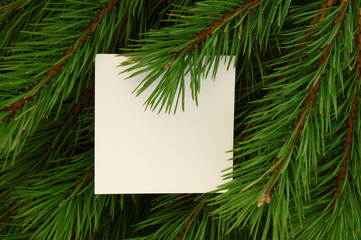 Empty blank on background of fir branches. Mockup.