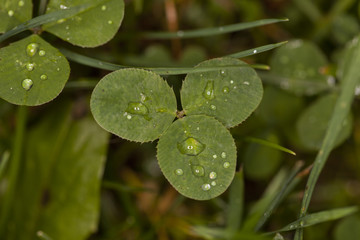 green clover with drops of water