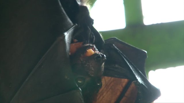 Head Closeup of a huge bat, Flying Fox, Megabat, Fruit Bat eating mango