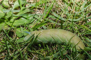 gruene raupe in natur