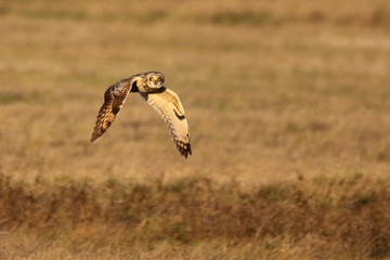 Hibou des marais en vol 3