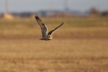 Hibou des marais en vol 1