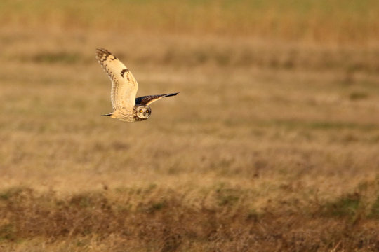 Hibou des marais en vol 2