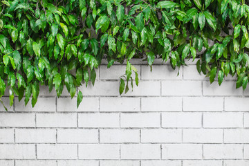nature green leaf on white brick wall. - obrazy, fototapety, plakaty