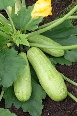 Zucchini plant