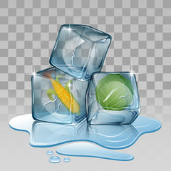 Ice cube, set with corn and cabbage Vector illustration