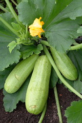 Zucchini plant