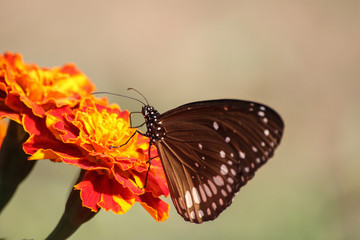 Natura
