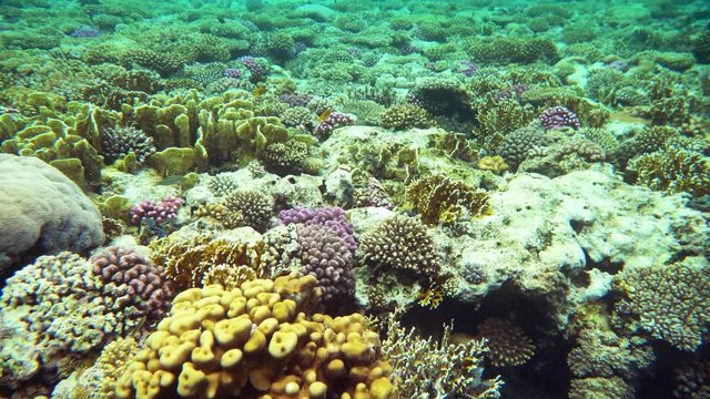 Coral reef (cay) of the Red Sea with a variety of fish. 4K video.