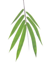Fototapeta premium Bunch of bamboo leaves clipping on white background