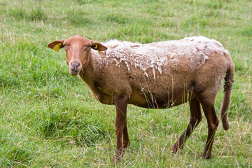 Obraz premium Mue chez le mouton